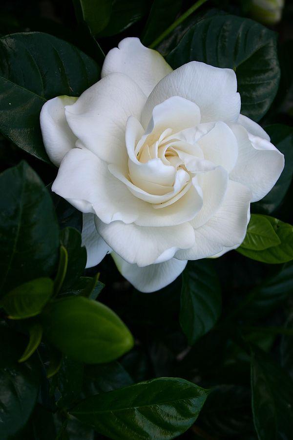 Whimsical Wishes Tender Bouquet