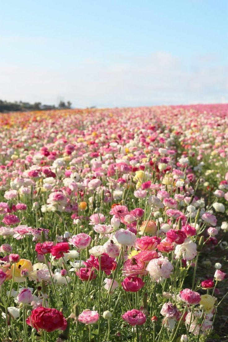 Whispers of Dawn Pastel Posy
